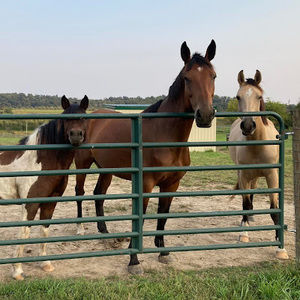 Meet your Posher, Gracie